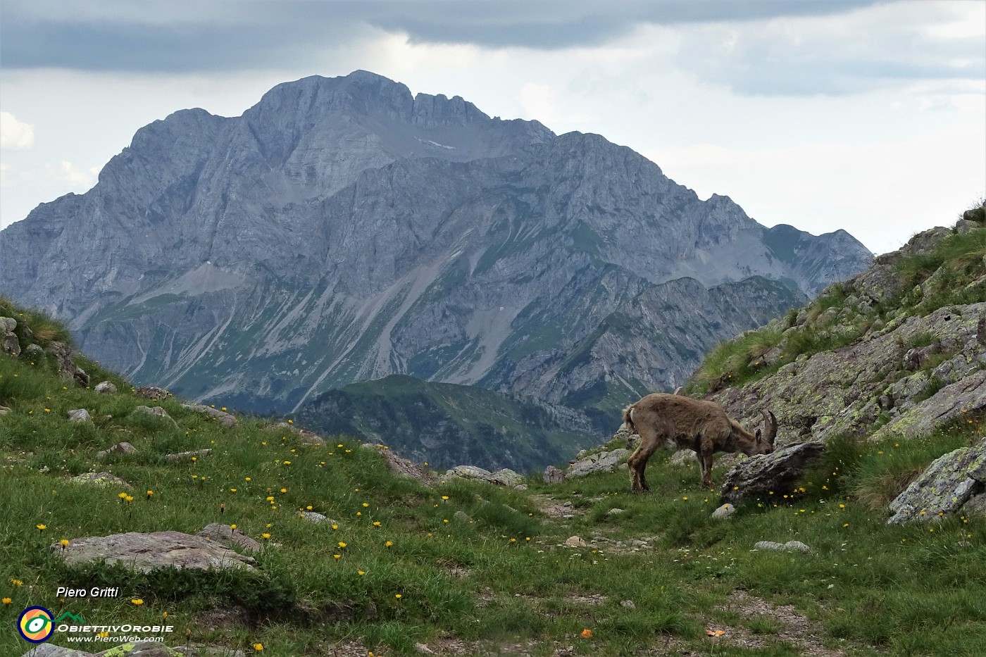 85 Uno stambecco sta brucando al Passo di Mezzeno.JPG